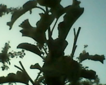 IMG0036A.jpg