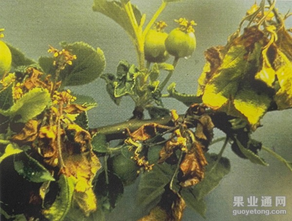 苹果花腐病的发生与危害