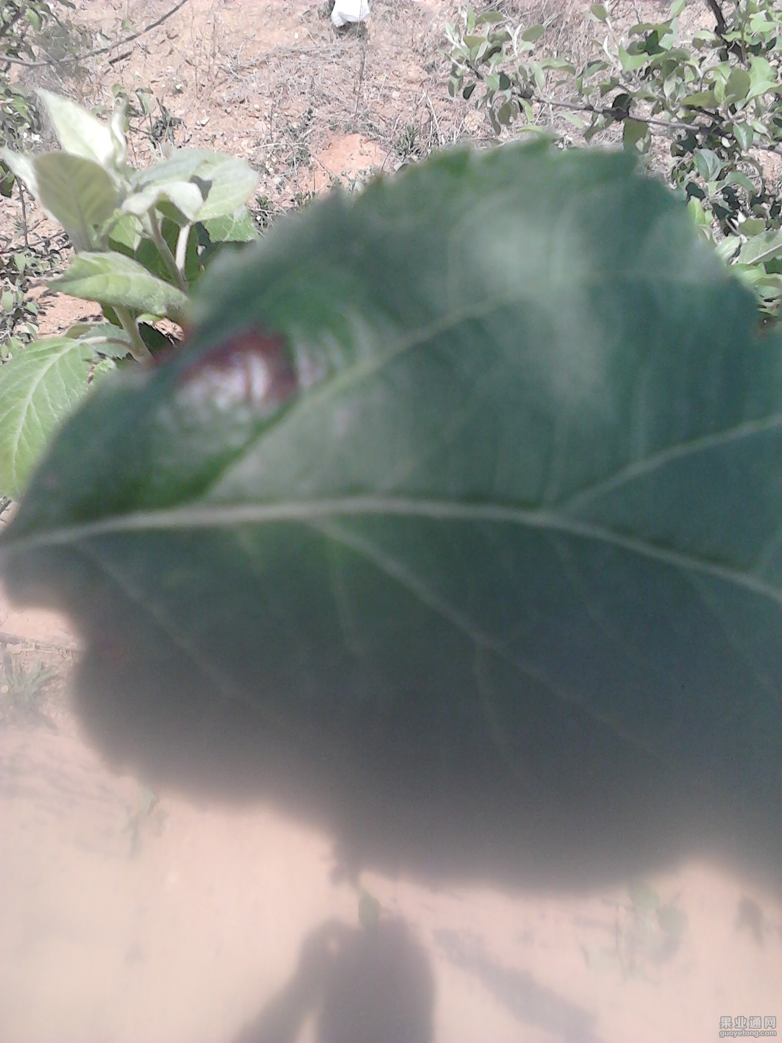 IMG127.jpg