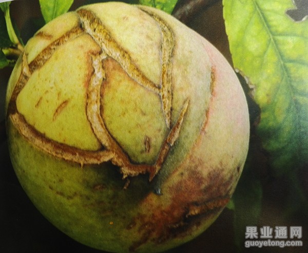 桃裂果症的发生原因及防治措施
