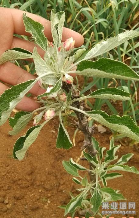2米苹果红露授粉苗