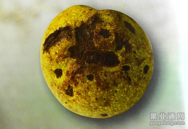 核桃炭疽病的发生及防治措施