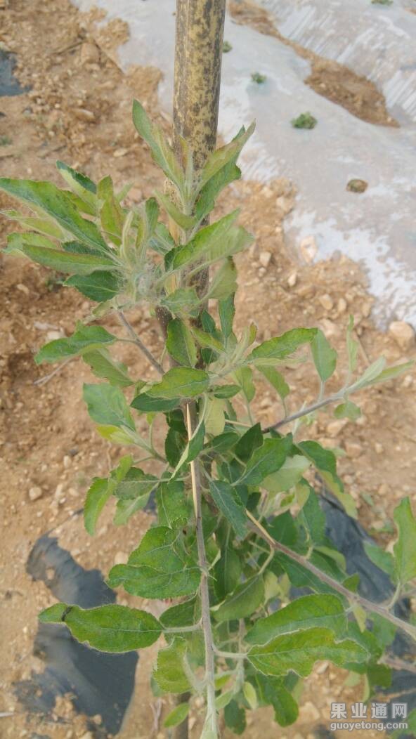 214722l2ltieid6od1x24h.jpg