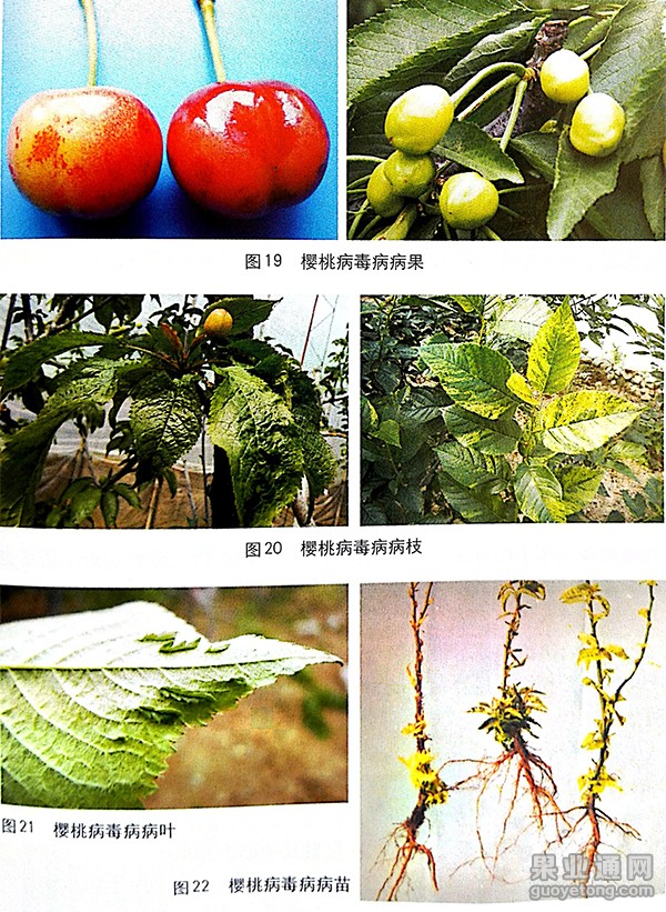 樱桃树病毒病的发生及防治措施