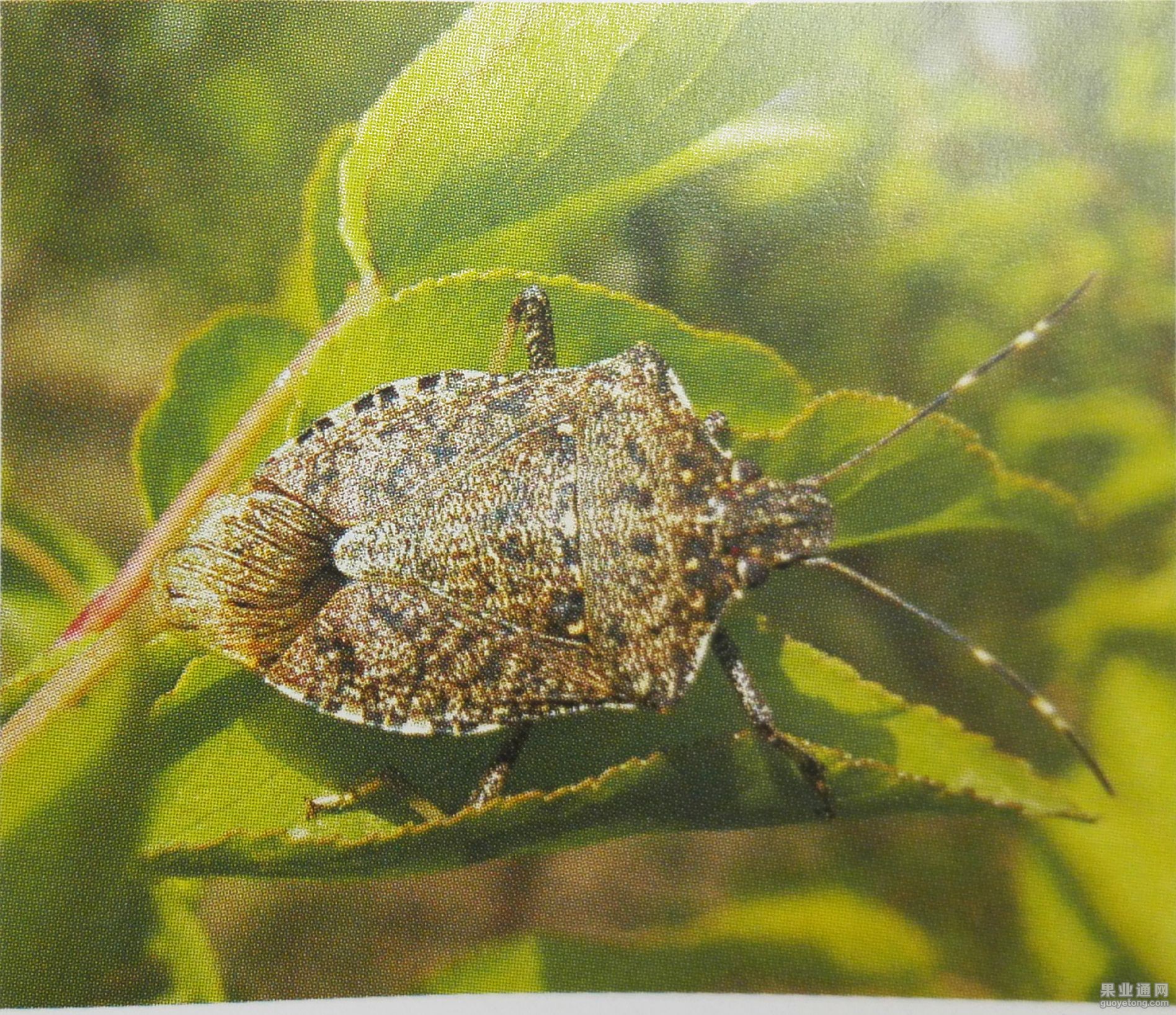 茶翅蝽若虫图片