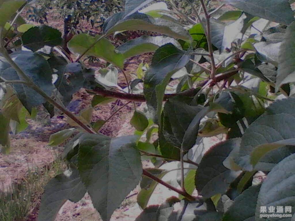 075301v81pprom12m7omvy.jpg
