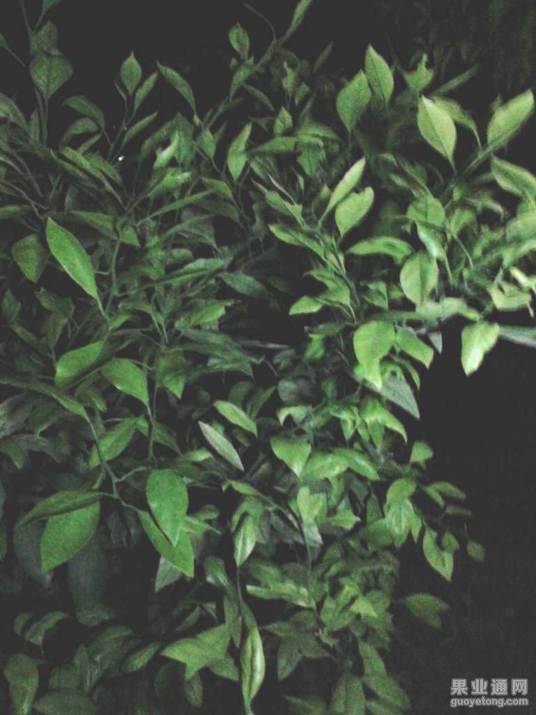 205934epimtmmq3izlt3wt.jpg