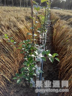 IMG_20150603_180915_副本.jpg