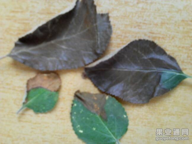 185807wwf6i464j1igthwd.jpg