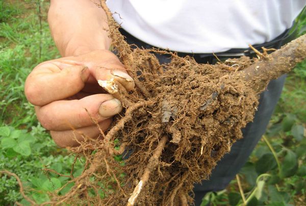 苹果发生黑根、红根、烂根的原因及防治方法