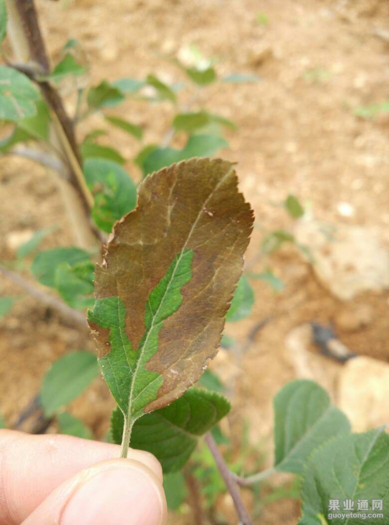 苹果树叶病图片及名称图片