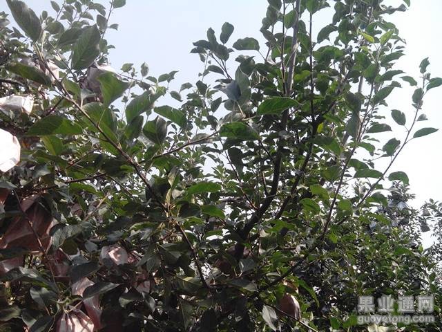 123752wwg2ep2p22wgeppr.jpg