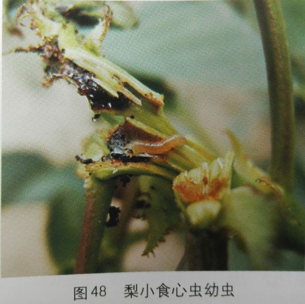 梨小食心虫的发生、危害及防治措施