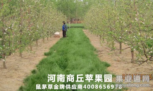鼠茅草，绿肥
