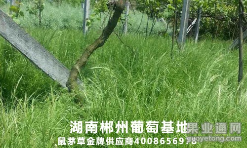 鼠茅草，绿肥