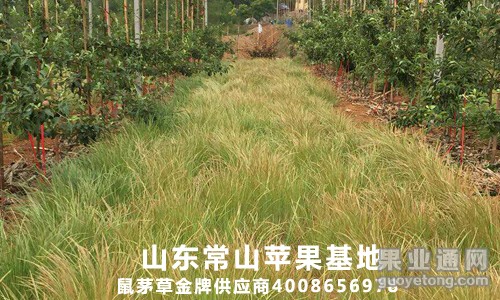 鼠茅草，绿肥