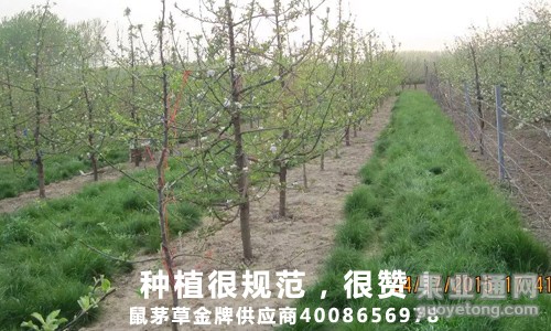 鼠茅草，绿肥