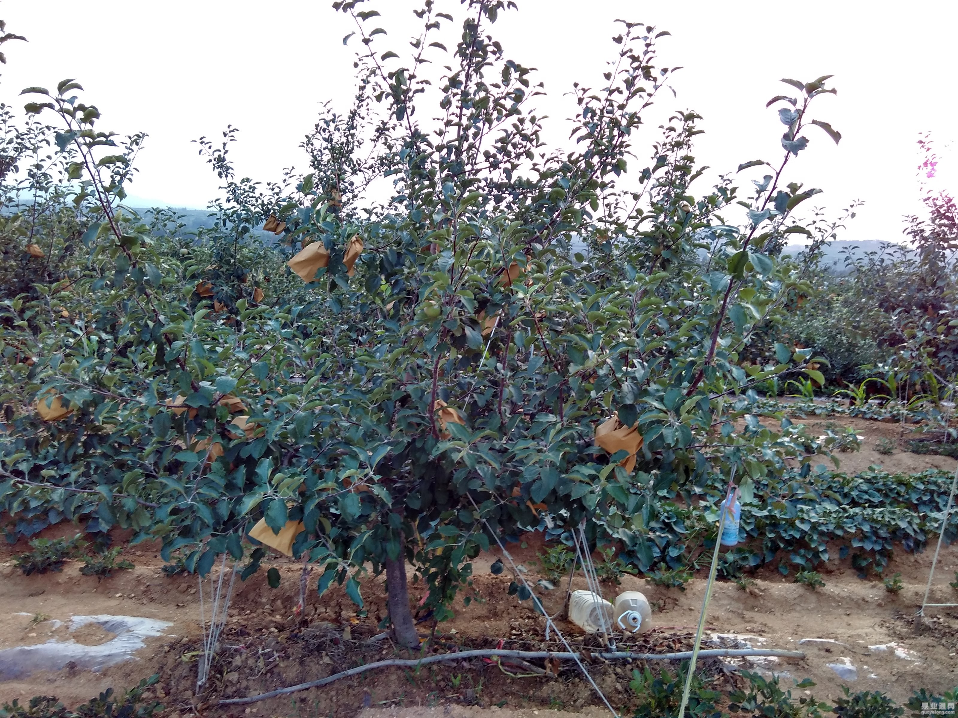 这家的果园还没有开始长