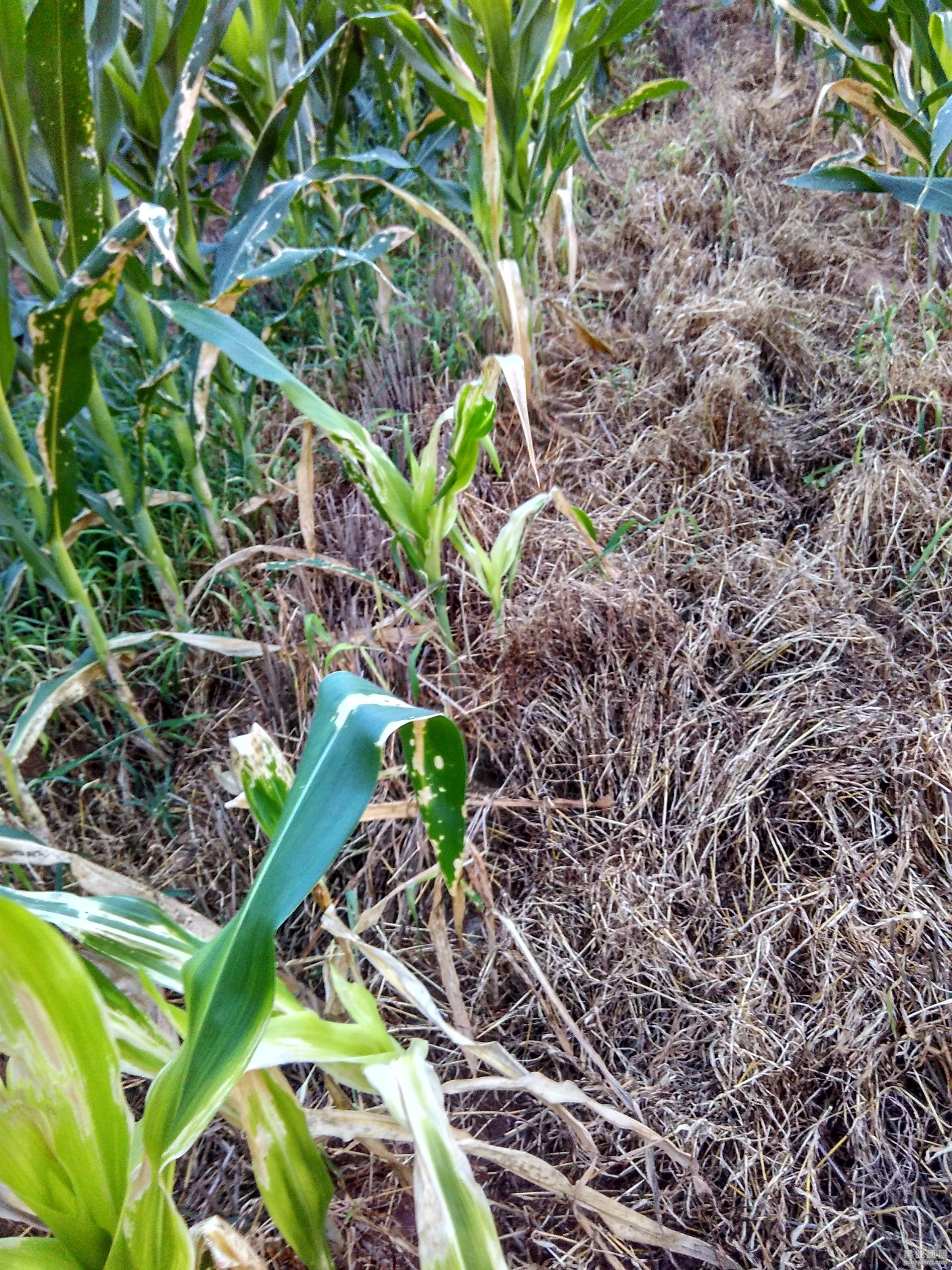 这是用百草枯的