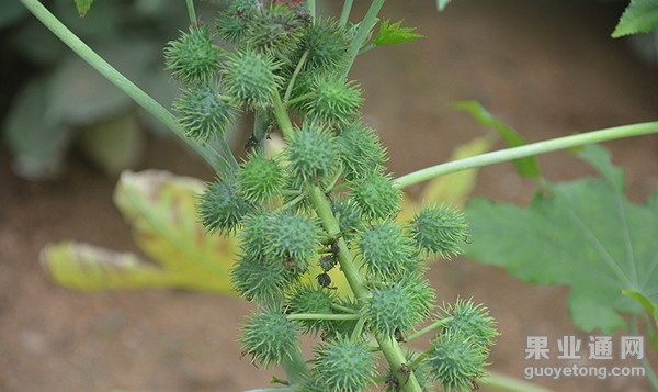 4224370_080603181000_2.jpg
