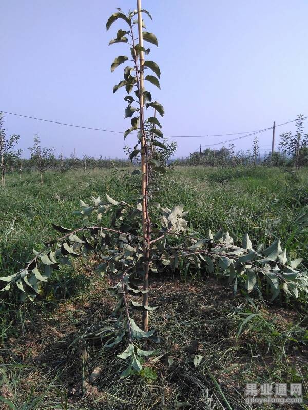 083051pmmj3kcr5u34s5lm.jpg
