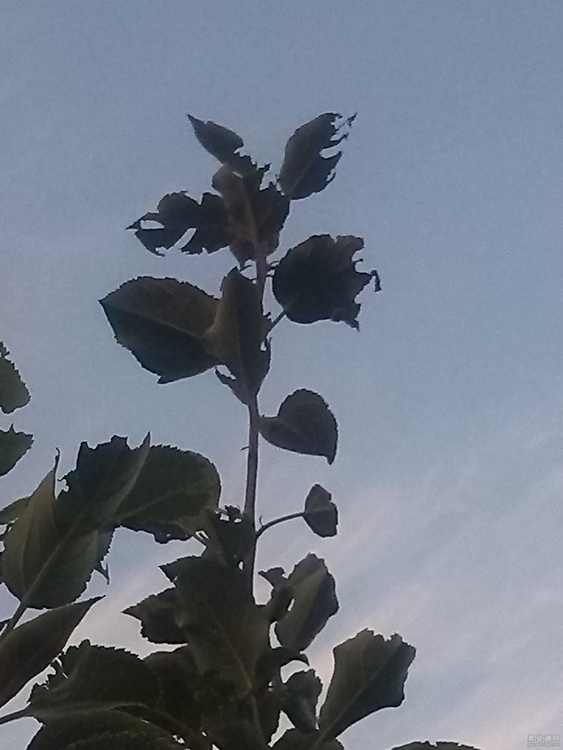IMG_20150814_184153.jpg