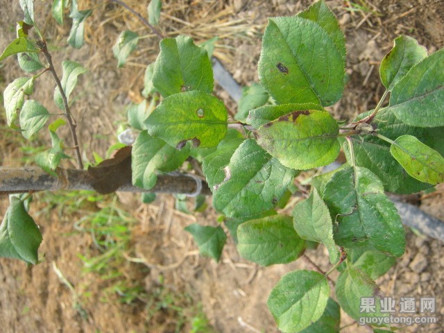 有病的树