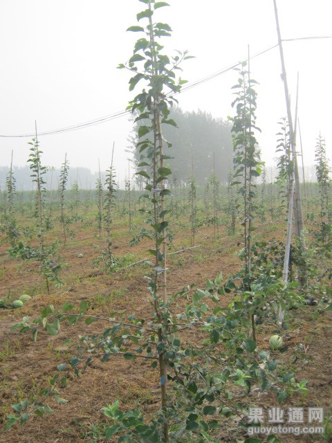 主干已长到2.8米的树