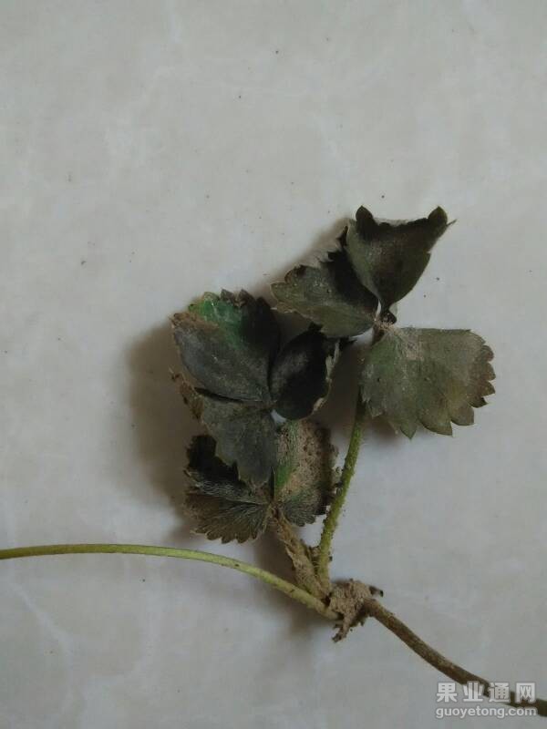 090248fid0hqym5kns95sd.jpg