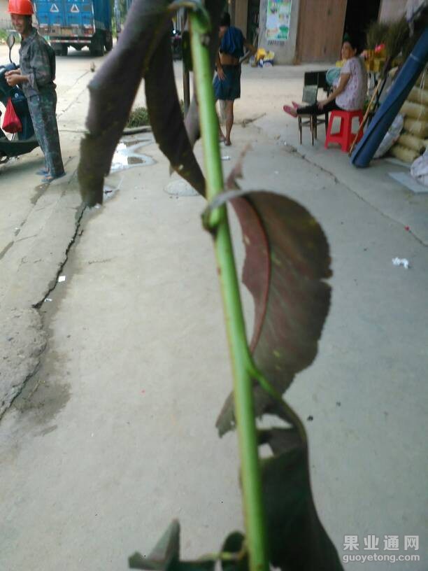 210653tmzmpssmj4rpcpwa.jpg