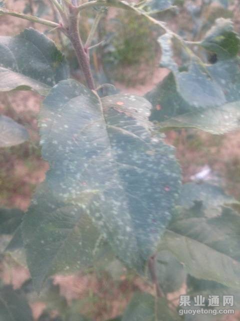 200919kzqxpwqmscqq1mu4.jpg