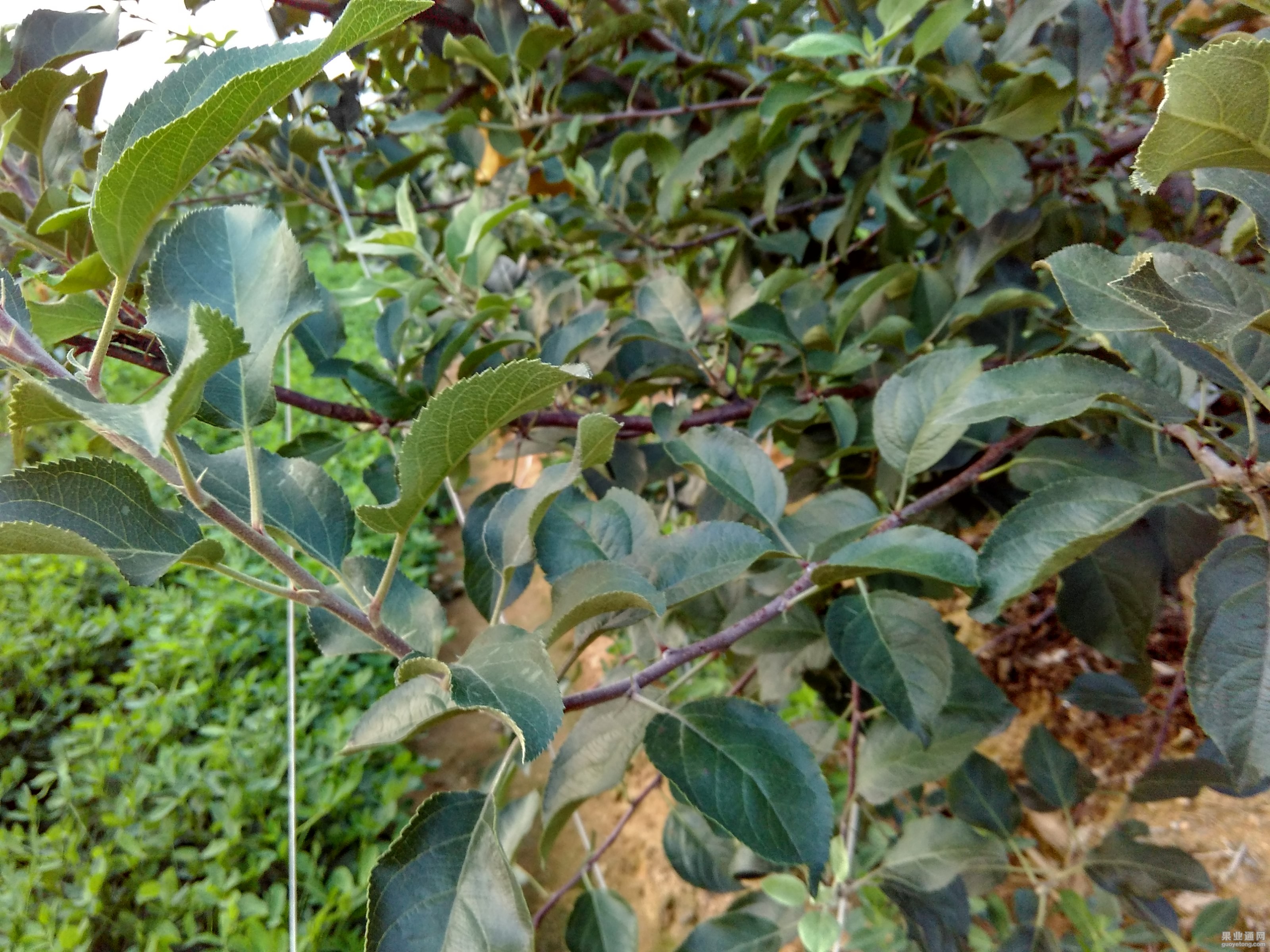 IMG_20150813_181459_HDR.jpg