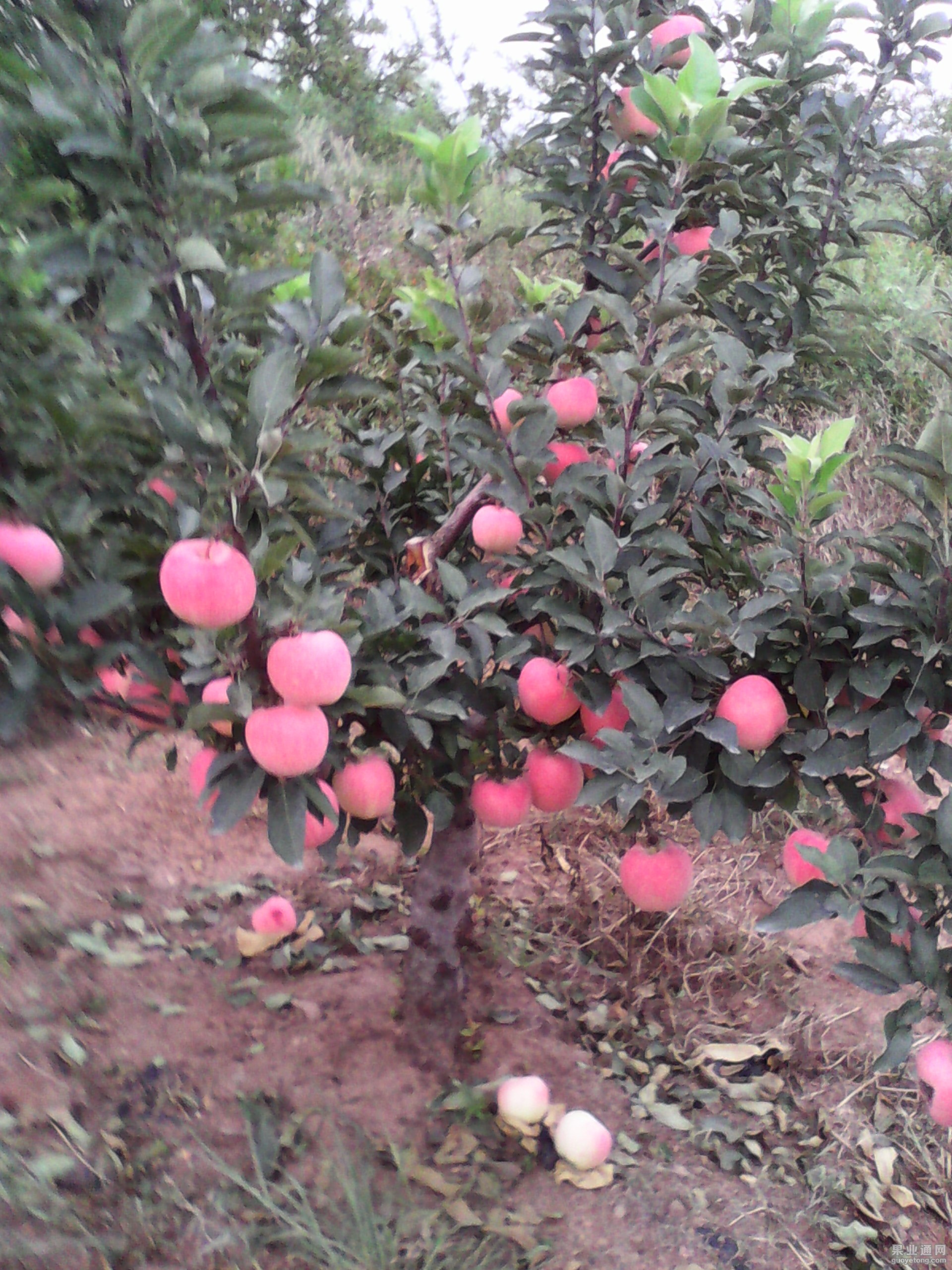 IMG_20130604_165354.jpg