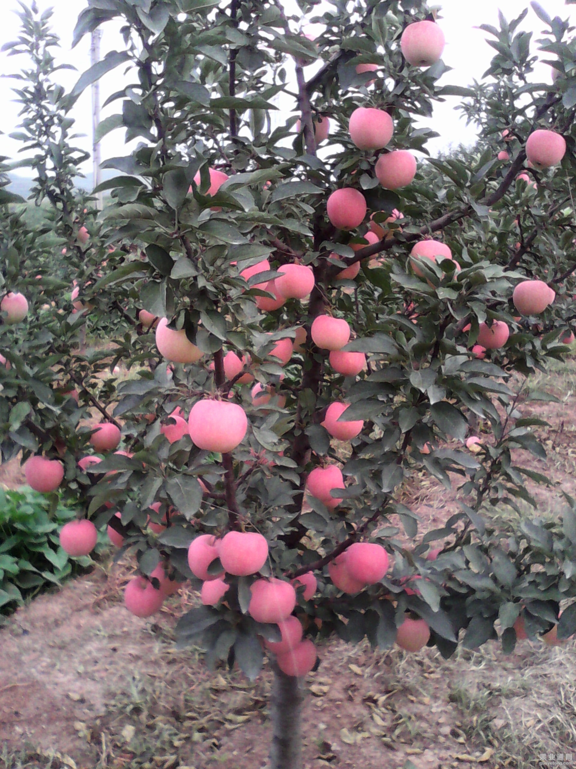 IMG_20130604_165318.jpg