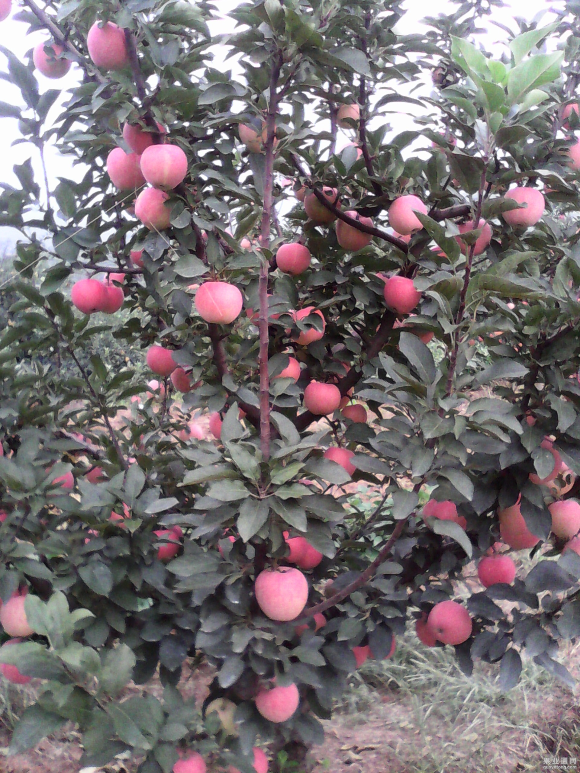IMG_20130604_165304.jpg