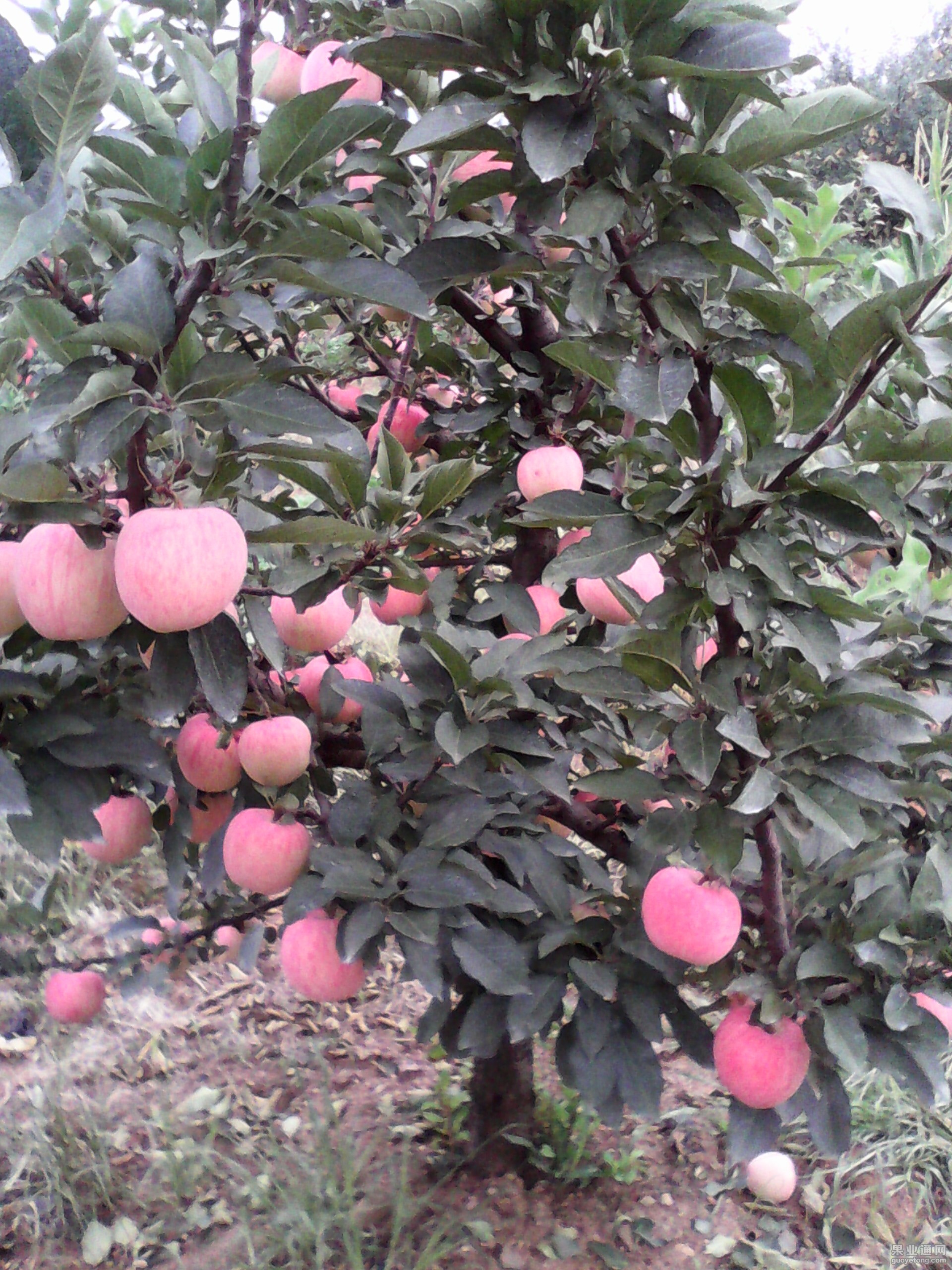 IMG_20130604_165255.jpg