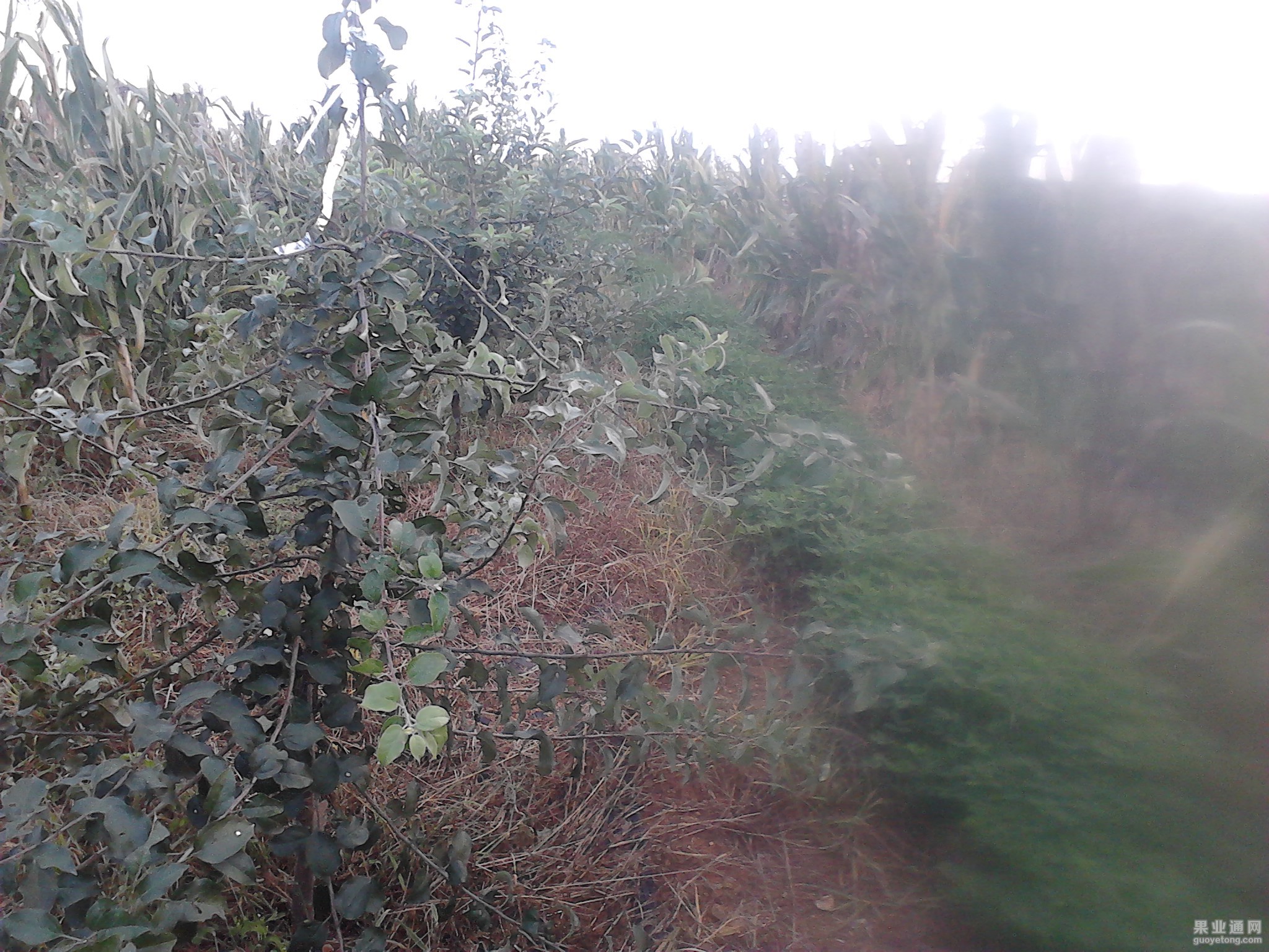 IMG199.jpg