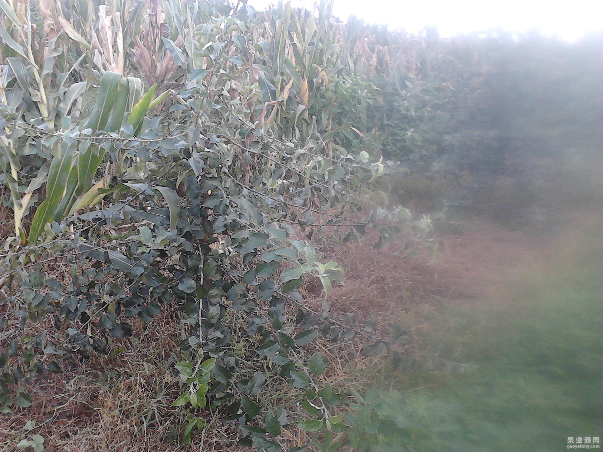 IMG200.jpg