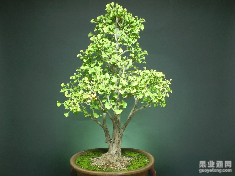 388-66 - 副本.jpg