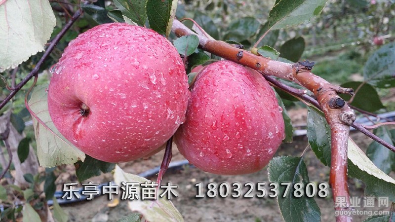 红爱119/06