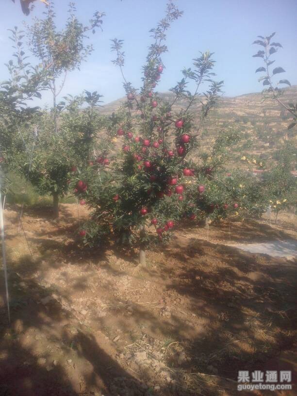 210936zozh0hlaso3ss0zq.jpg