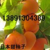 柿子-小甜柿子jpg_thumb.jpg