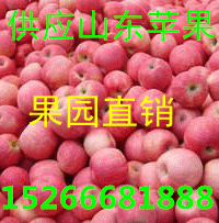 苹果 (1)_副本.gif