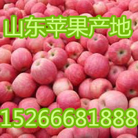 苹果 (1)_副本.jpg