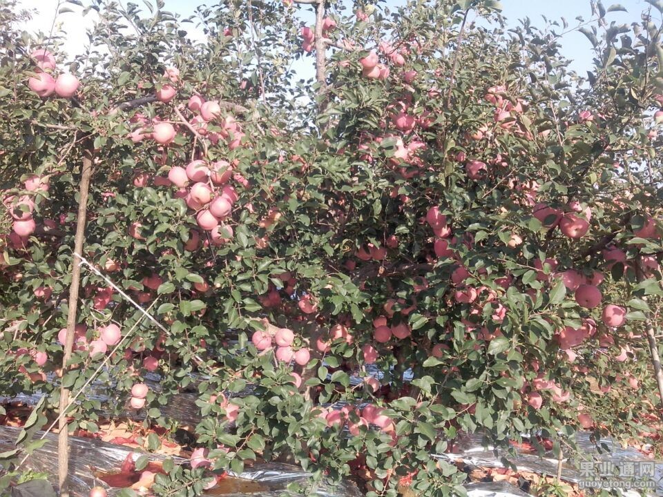 QQ图片20151009112235.jpg