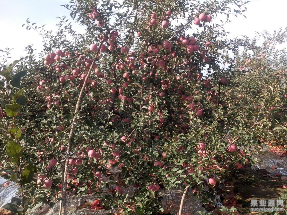 QQ图片20151009112238.jpg