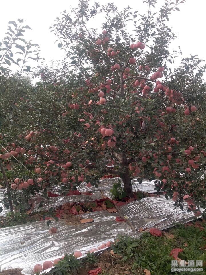 QQ图片20151009112241.jpg