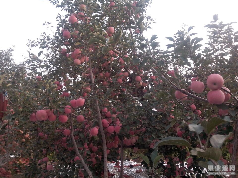 QQ图片20151009112247.jpg