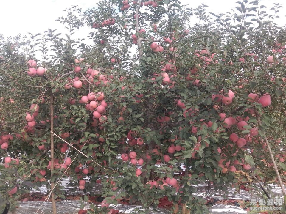 QQ图片20151009112250.jpg