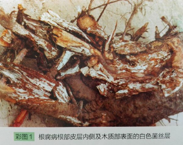 梨树根腐病的发生原因及防治措施